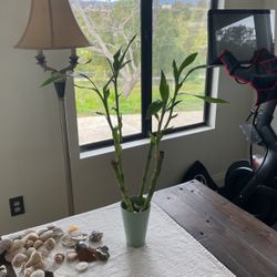 BAMBOO STARTS