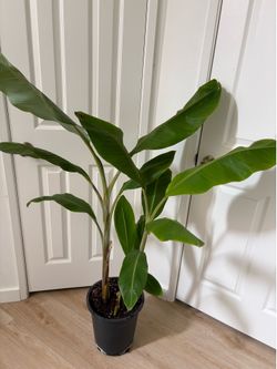 Hardy Banana Plant