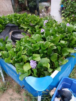 Water Plants