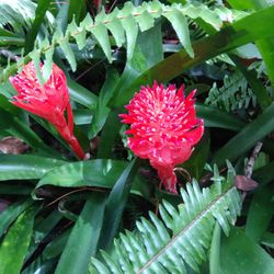 Plants, Bromeliads 