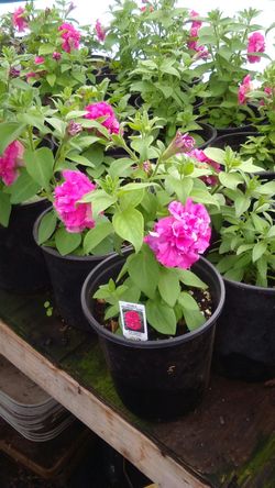 Double madness Rose petunia