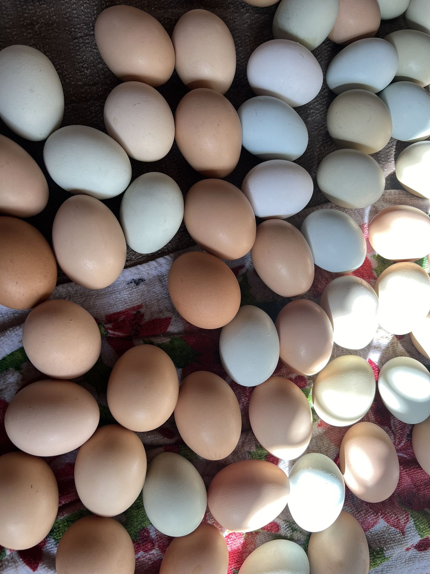 Farm Fresh Daily