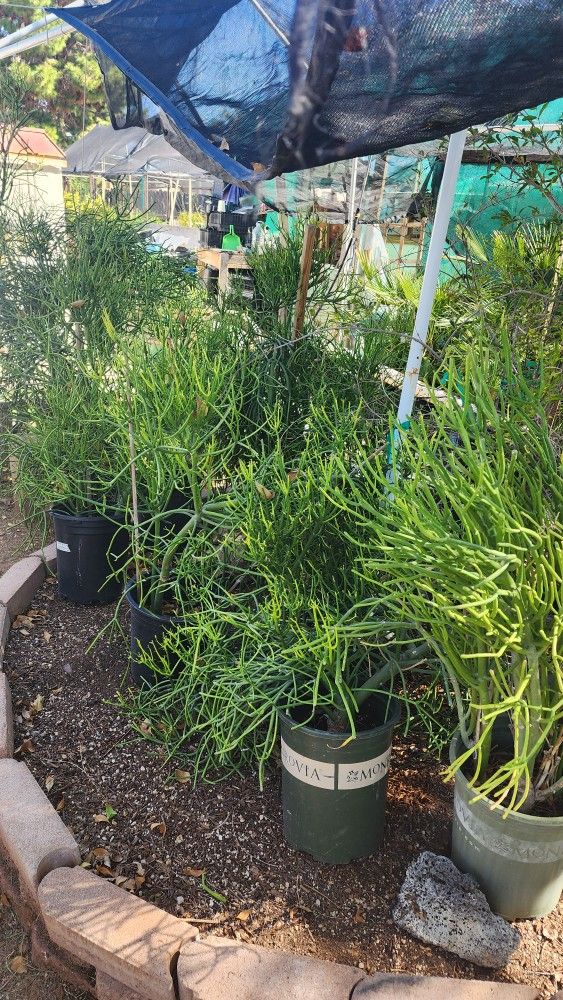 Fire Stick Plant