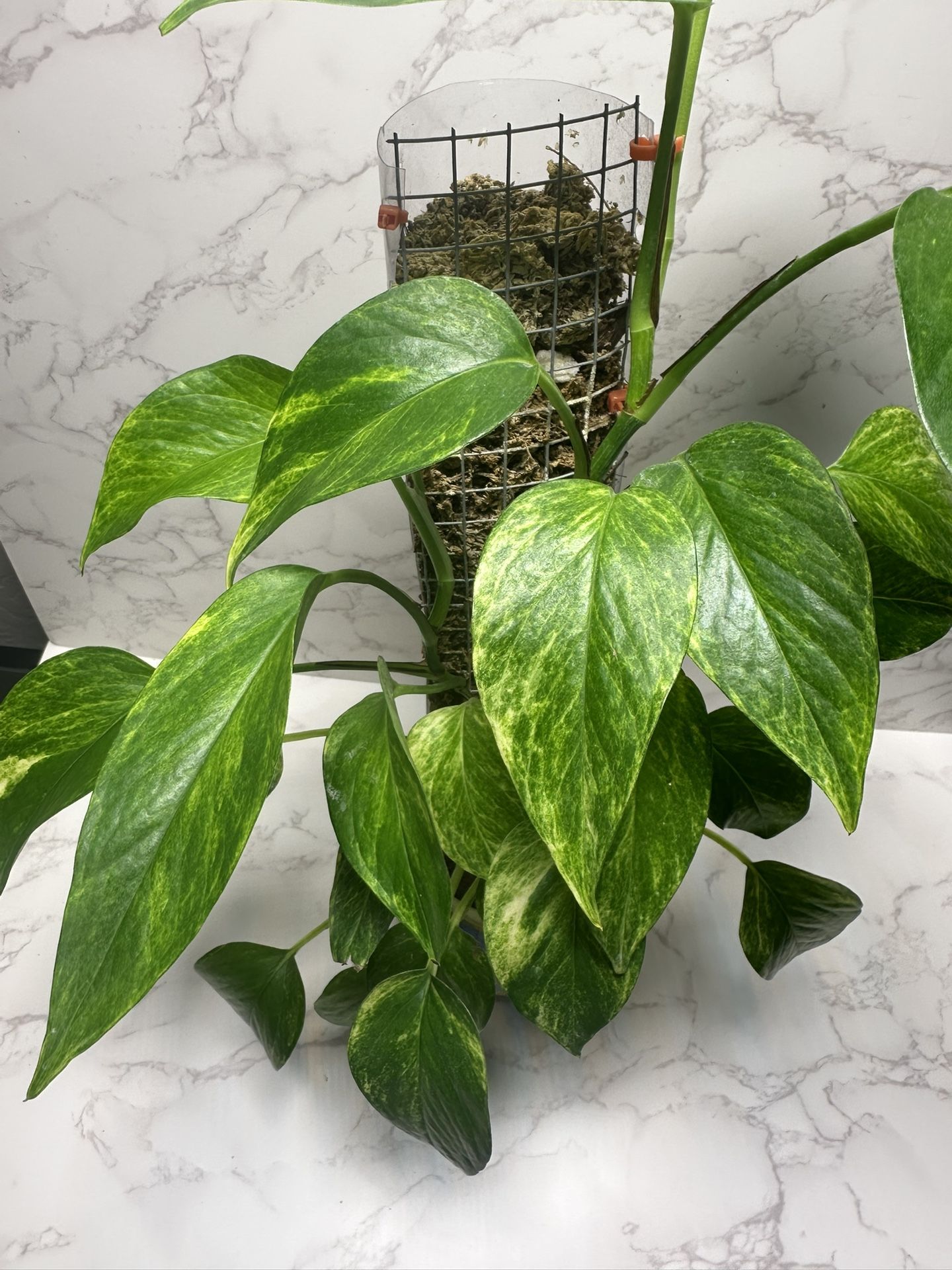Neon Queen Pothos With Moss Pole