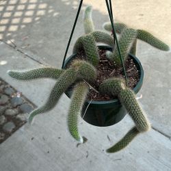 8” Monkey Tail Cactus