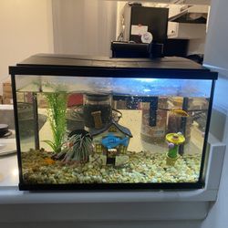 Fish Tank With Fishes