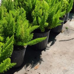 Fox Fern 3gallon 1ft Tall 