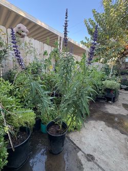 Salvia leucantha