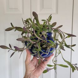Succulents Garden Pot/Tradescantia Plant $5