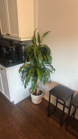 Large indoor plant