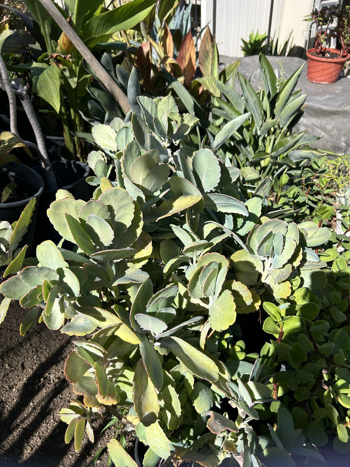 Succulent Plants