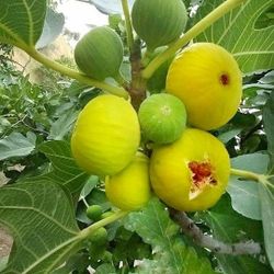 Fig Tree 