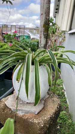 Plant