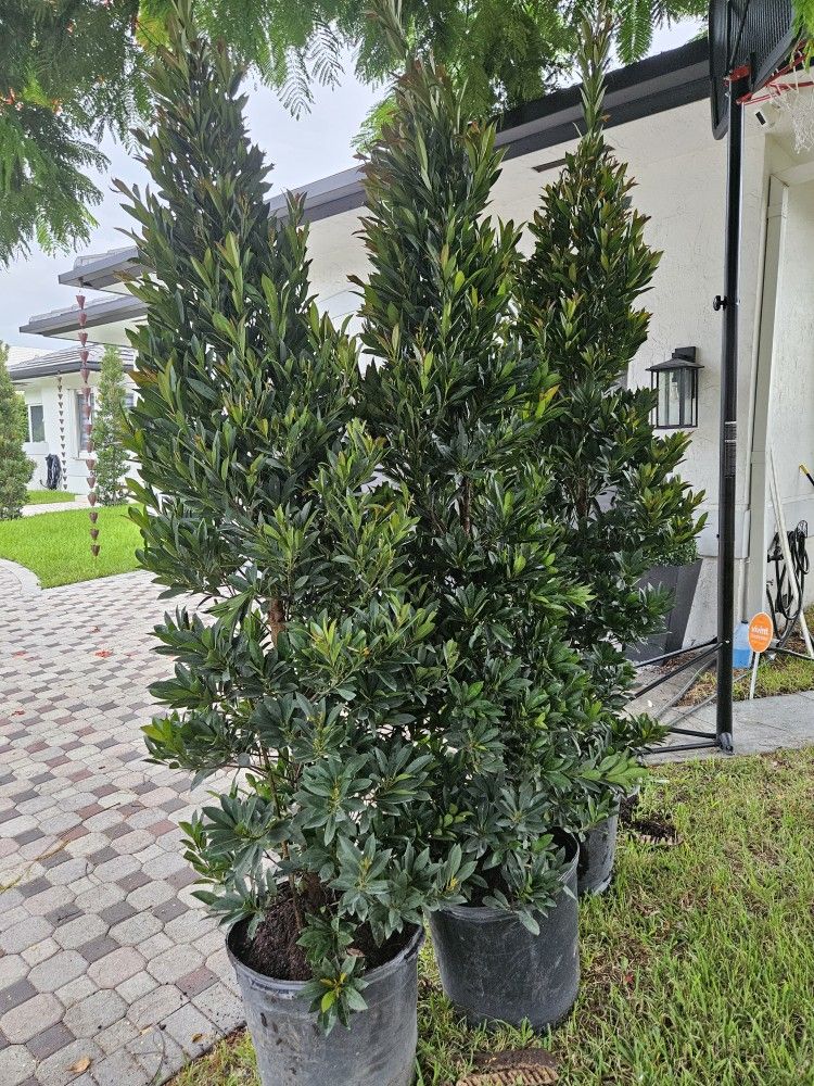 Japanese Blueberry Cones Topiary Cones Balls
