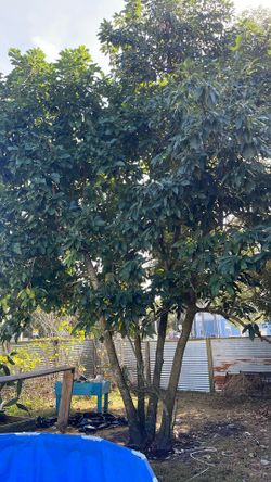 Avocado Plants