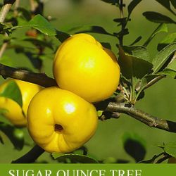 Quince Tree 🌳💚
