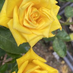 Rosal Amarillo 