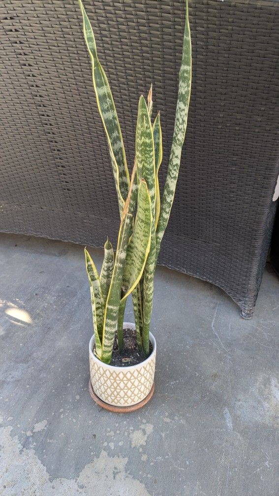 snake plant including ceramic pot
