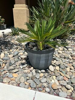 Sago palm