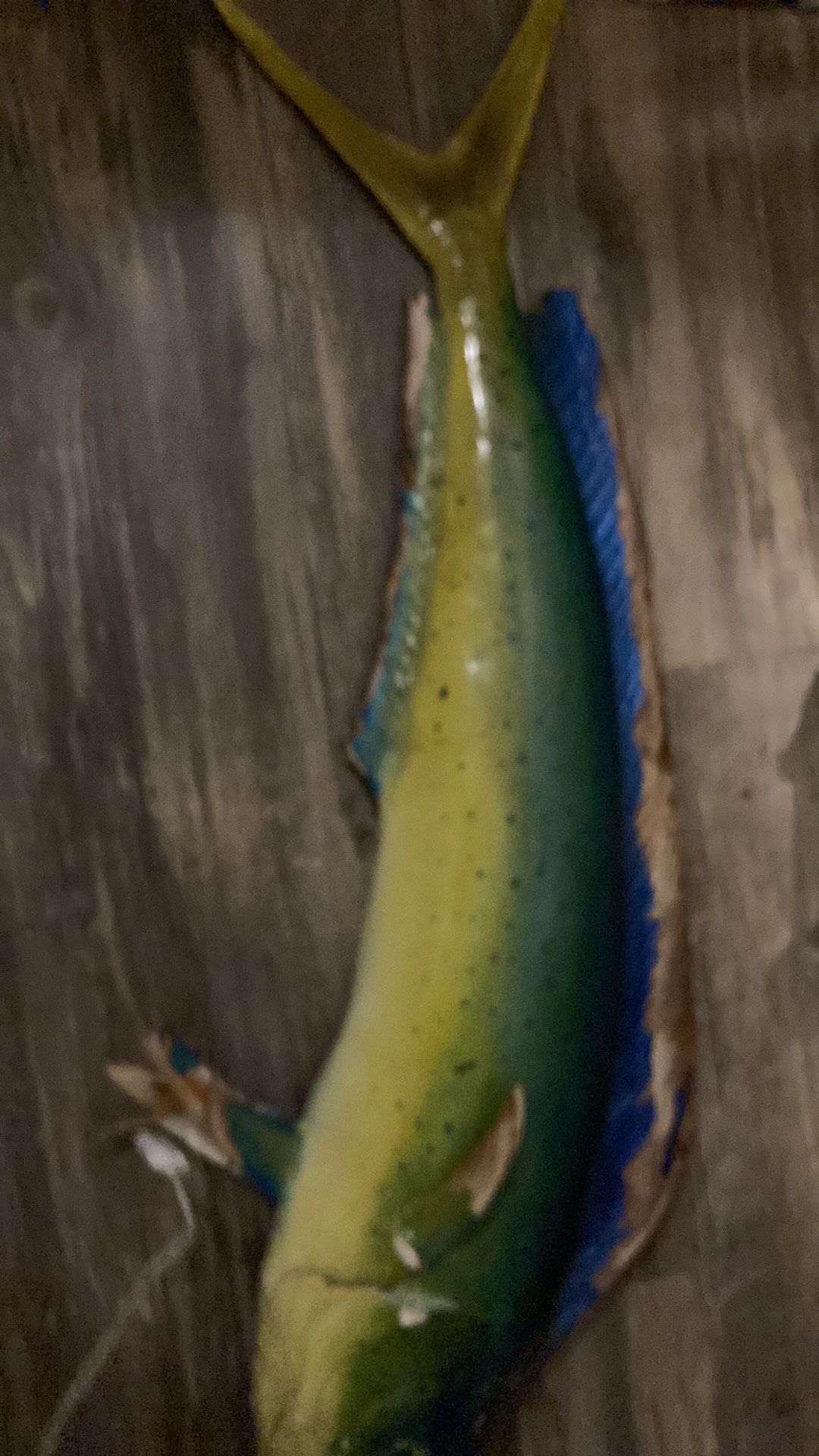 Dolphin