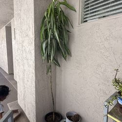 Plant -corn Plant 