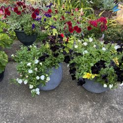 Plant Sale Today Until 1 Pm