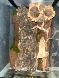 Brand new 18x18x36 reptile Palladium