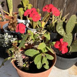 Planta Corona De Cristo