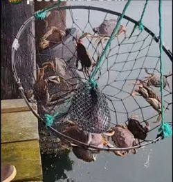 FOR CRABS & LOBSTERS