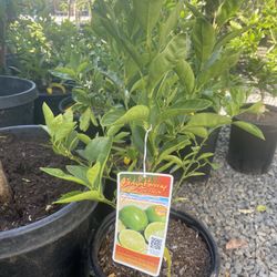 Fruit Trees 