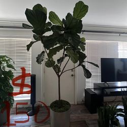 Plant With Container 