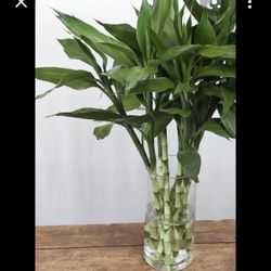 Bamboo 富貴竹 Lucky Bamboo 