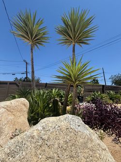 Variegated Yucca
