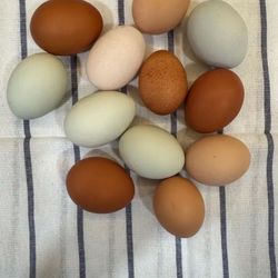 Fresh Eggs