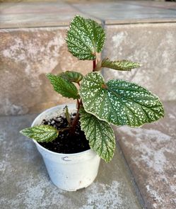 Begonia snow capped 4” pot c