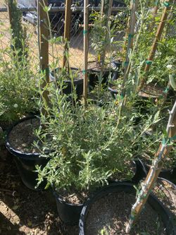 Salvia Clevelandii : 5 gallon