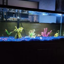 Fish Tanks, Aquariums, Stands And Ponds Used And Custom Built 