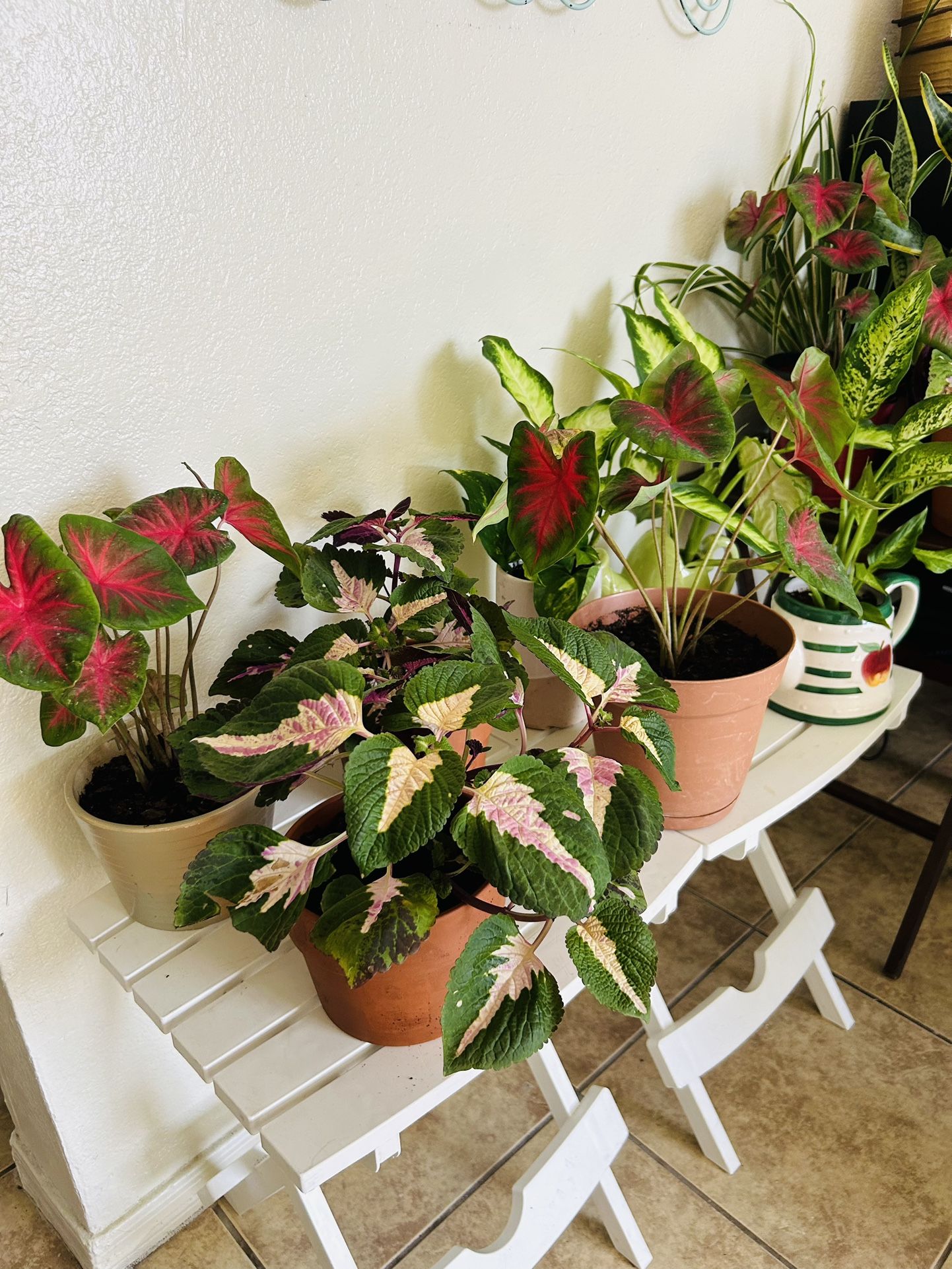 Plants For Sake 15 Each
