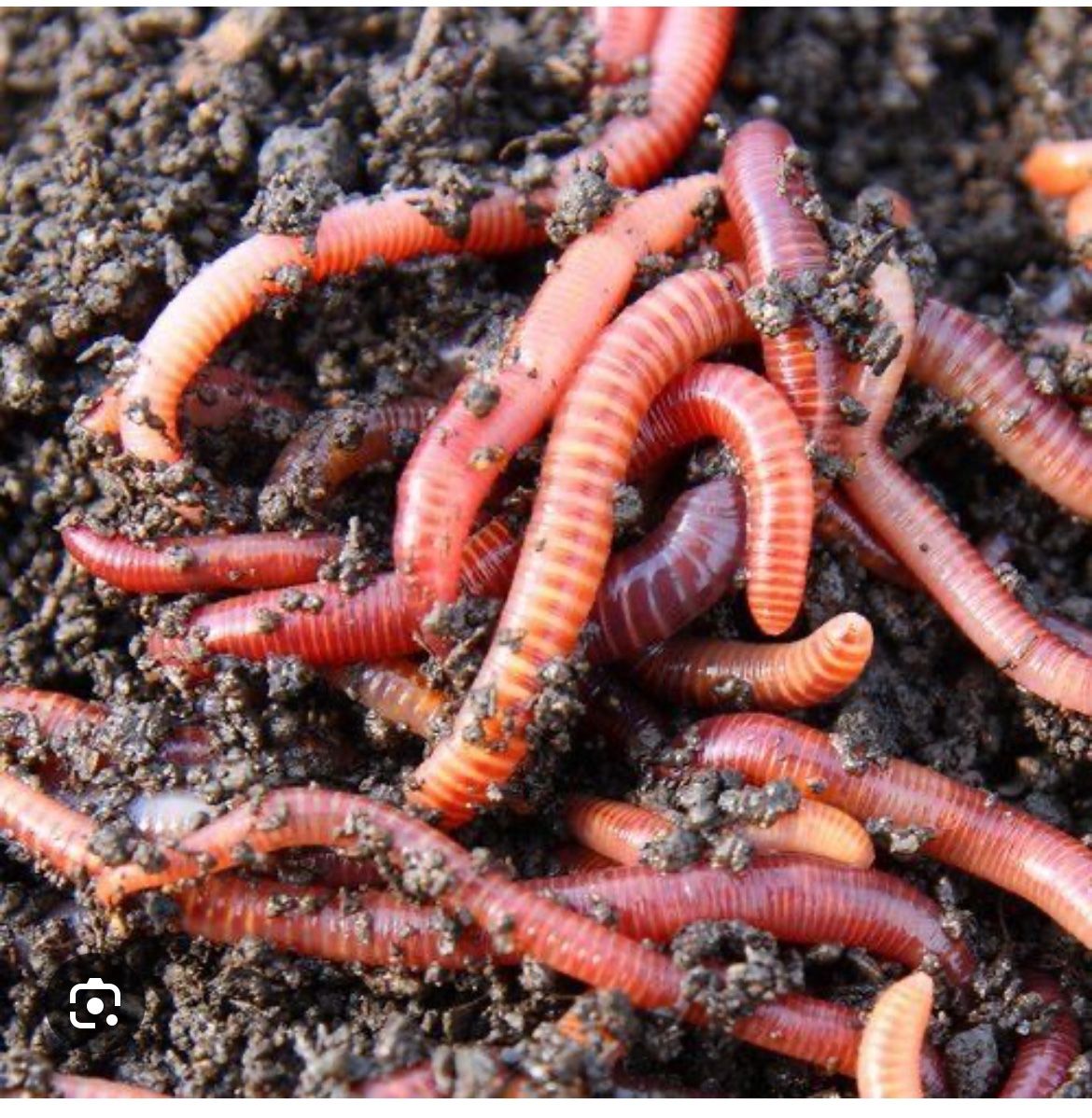 Red Wigglers