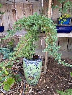 Bonsai Japanese garden Juniper Miyagi style