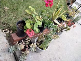Plantas, Plants And More