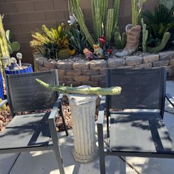 🌵totem Pole Cactus • Spineless Cactus 🌵