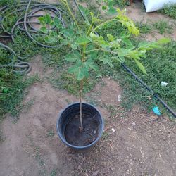 Moringa