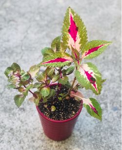 $7 coleus shade plant