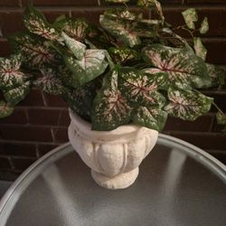 Ugly Artificial Plant