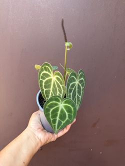 5” anthurium Clarinervium