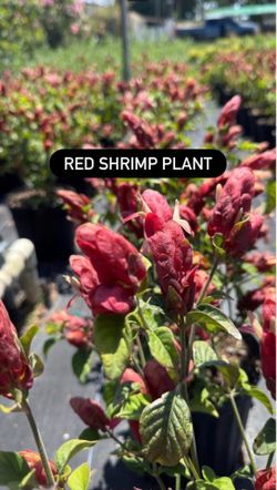 ❤️ Red Shrimp Plant (Justicia brandegeeana)