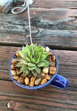 Succulents and cactus