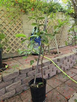 Guava Fruit Tree.  5 Ft. Tall 