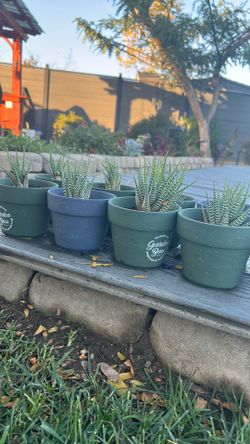 4” Pots With Spider Cactus!